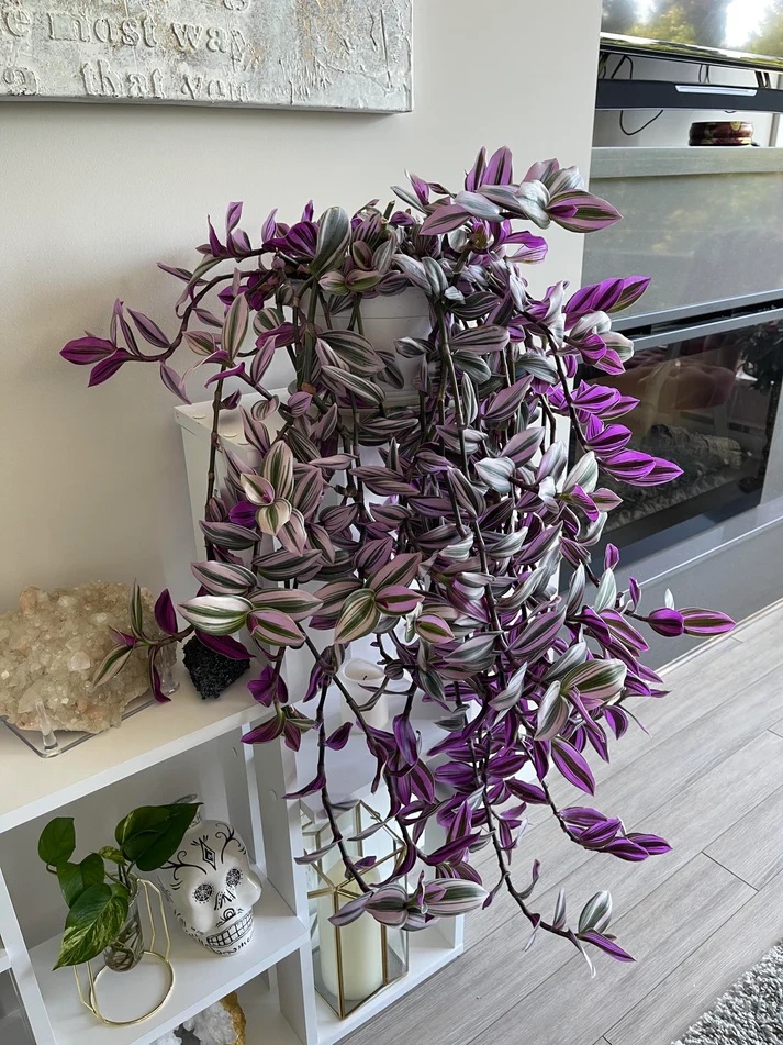 Tradescantia Nanouk - Blázen, Voděnka, Poděnka