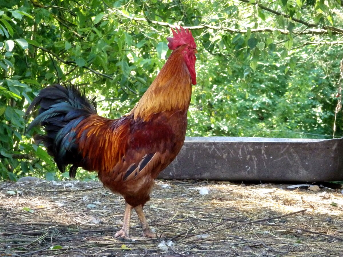 Kohouti