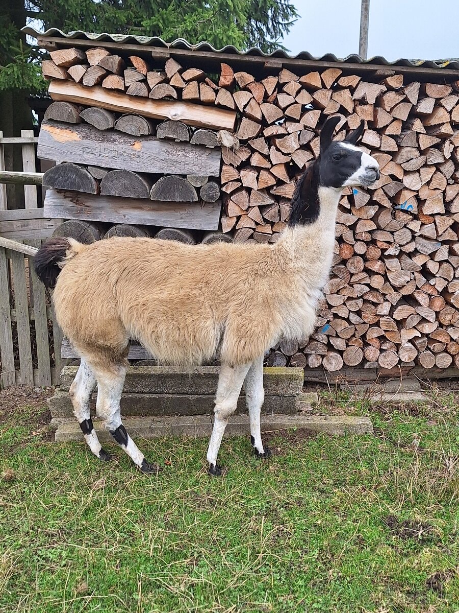 Lama krotká