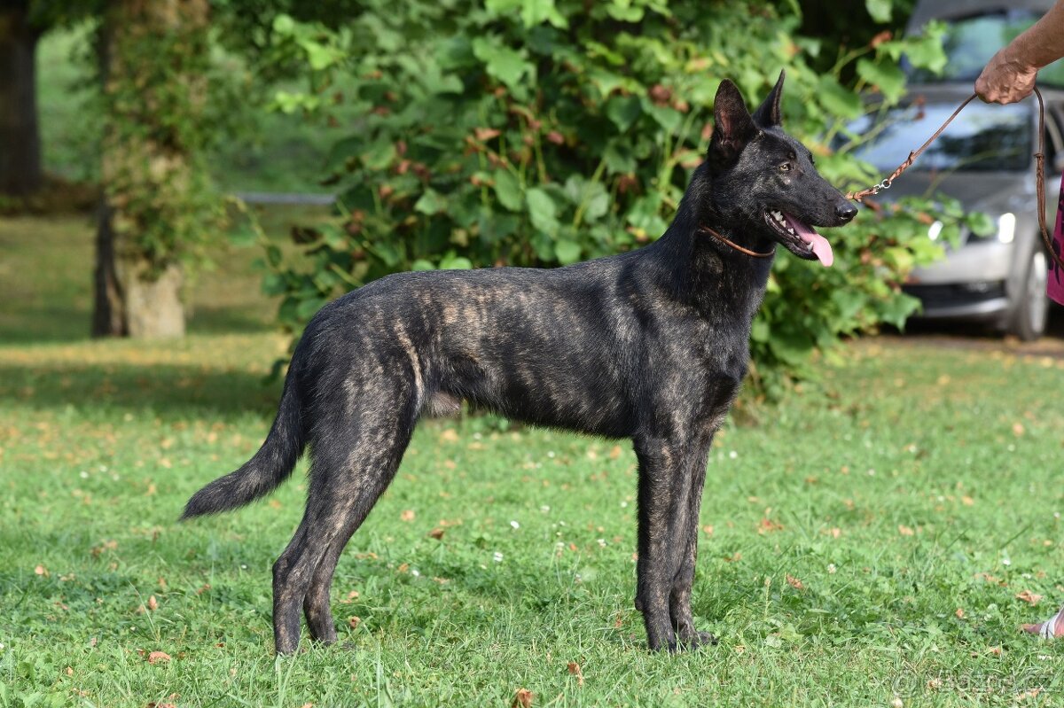 Holandský ovčák krátkosrstý s PP – rodinný, dvouletý