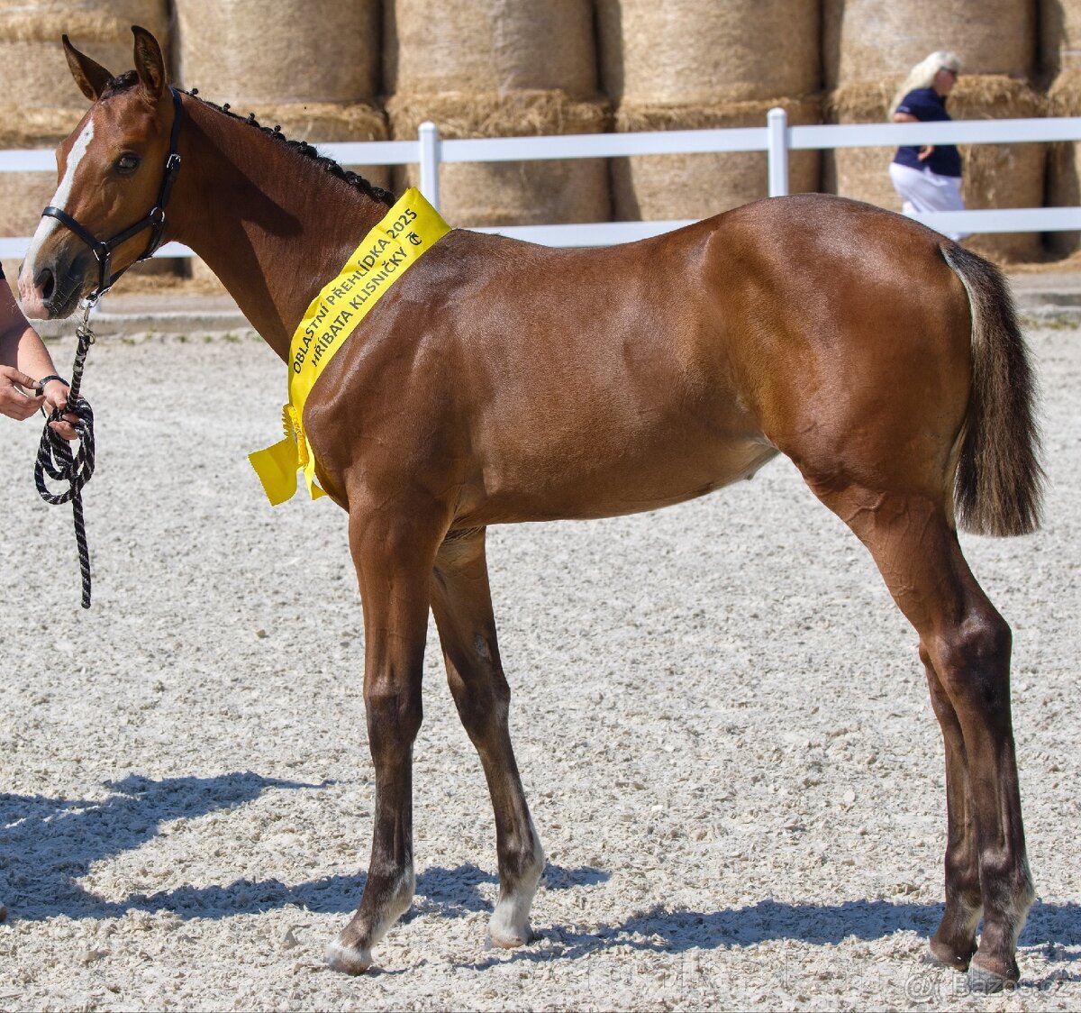 Nabízím letošní klisnu ČT