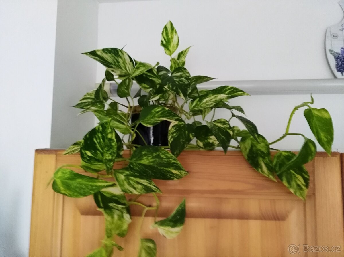 Šplhavnice zlatá -  Epipremnum aureum
