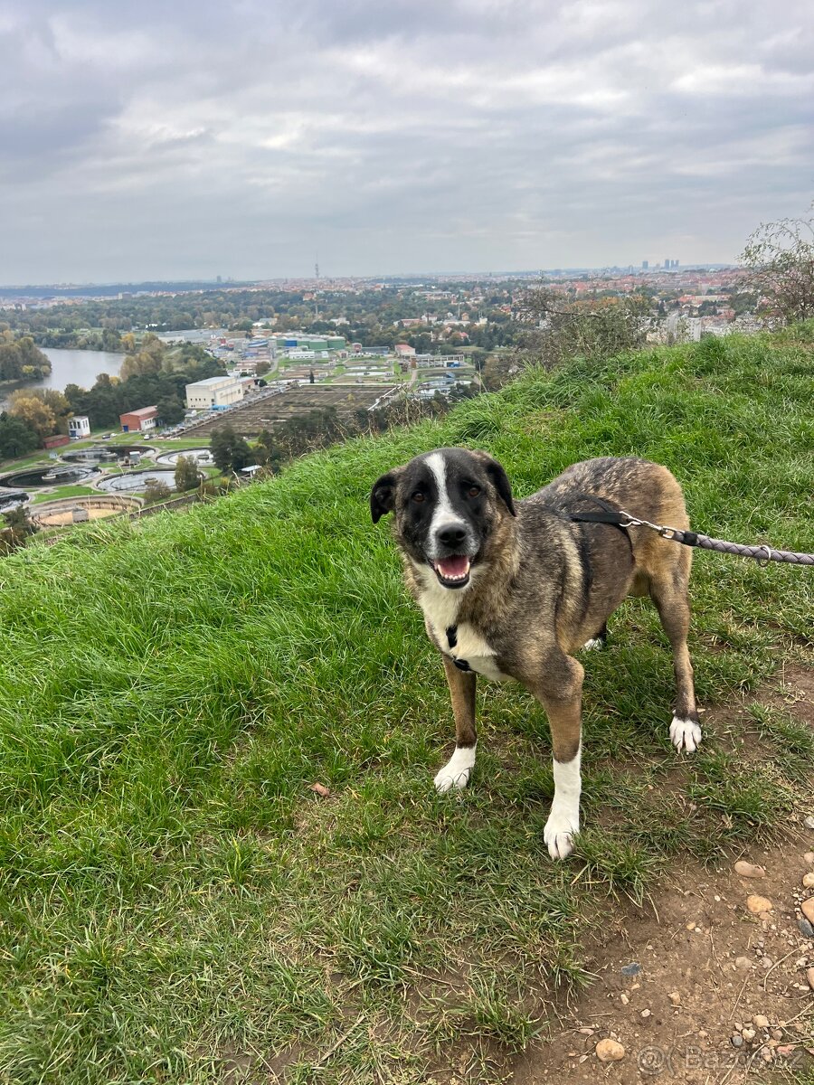 Tjoma hleda milujici domov