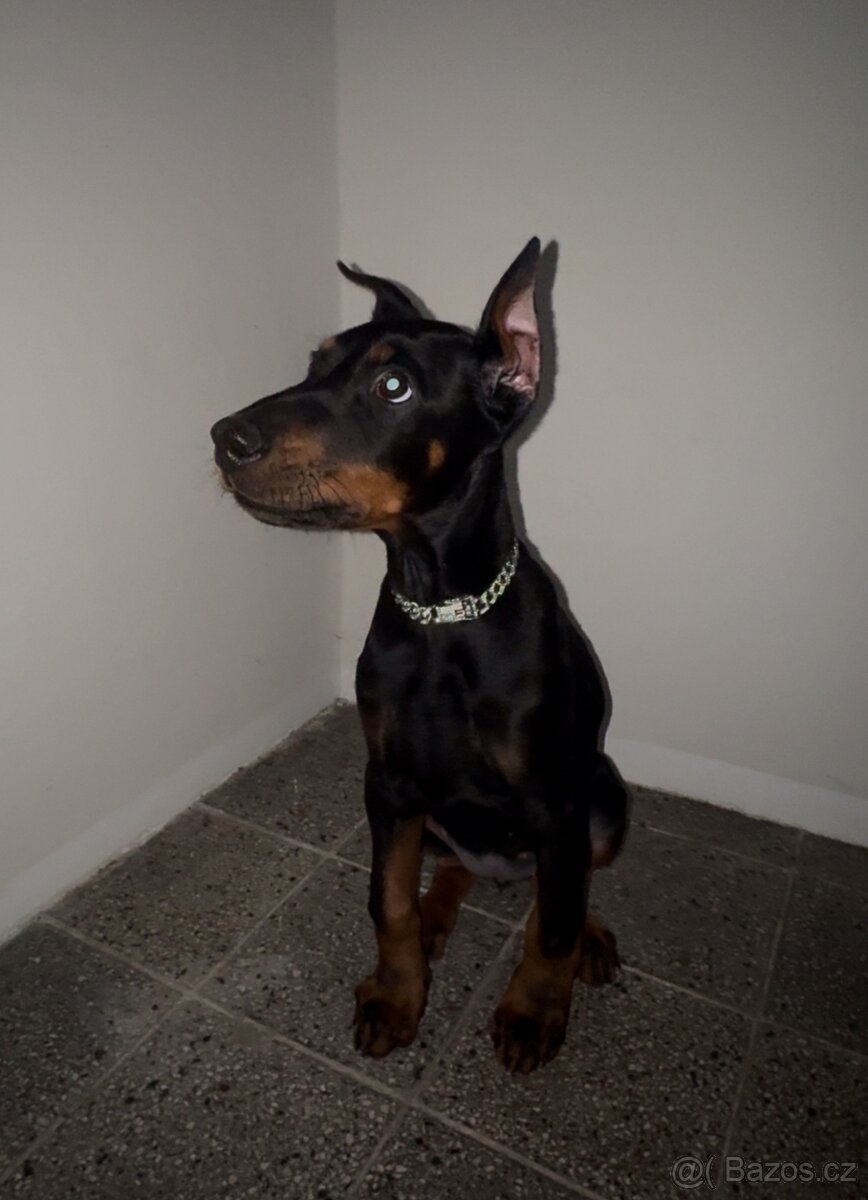 Dobrman - kupírováná fenka