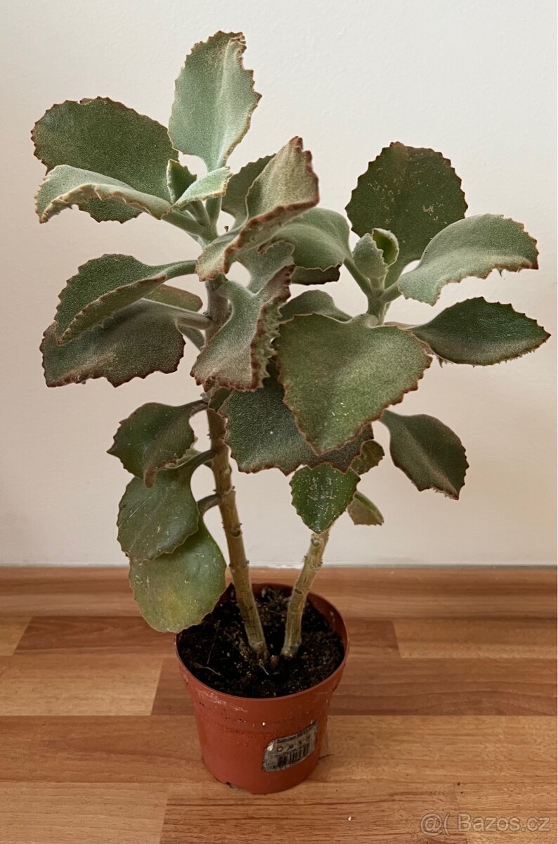 Krásné sukulenty se silnými listy