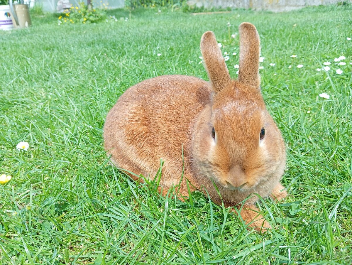 zakrslý králík