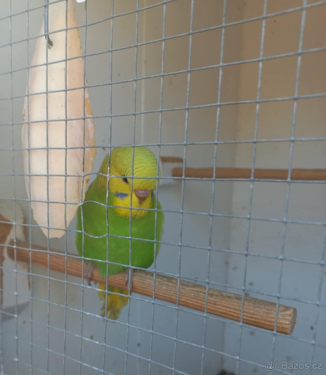 Andulka