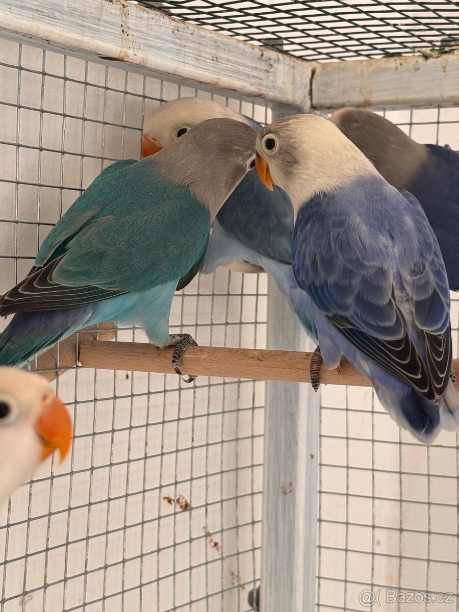 Agapornis