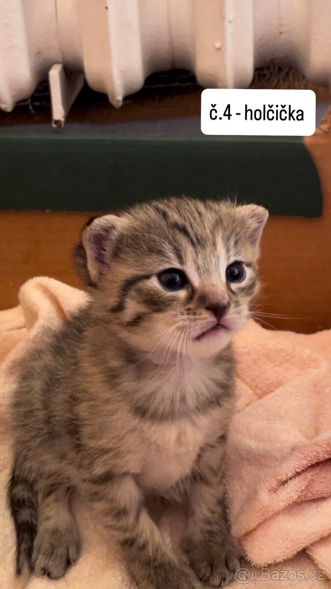 Darujeme koťátka do dobrých rukou 🐾