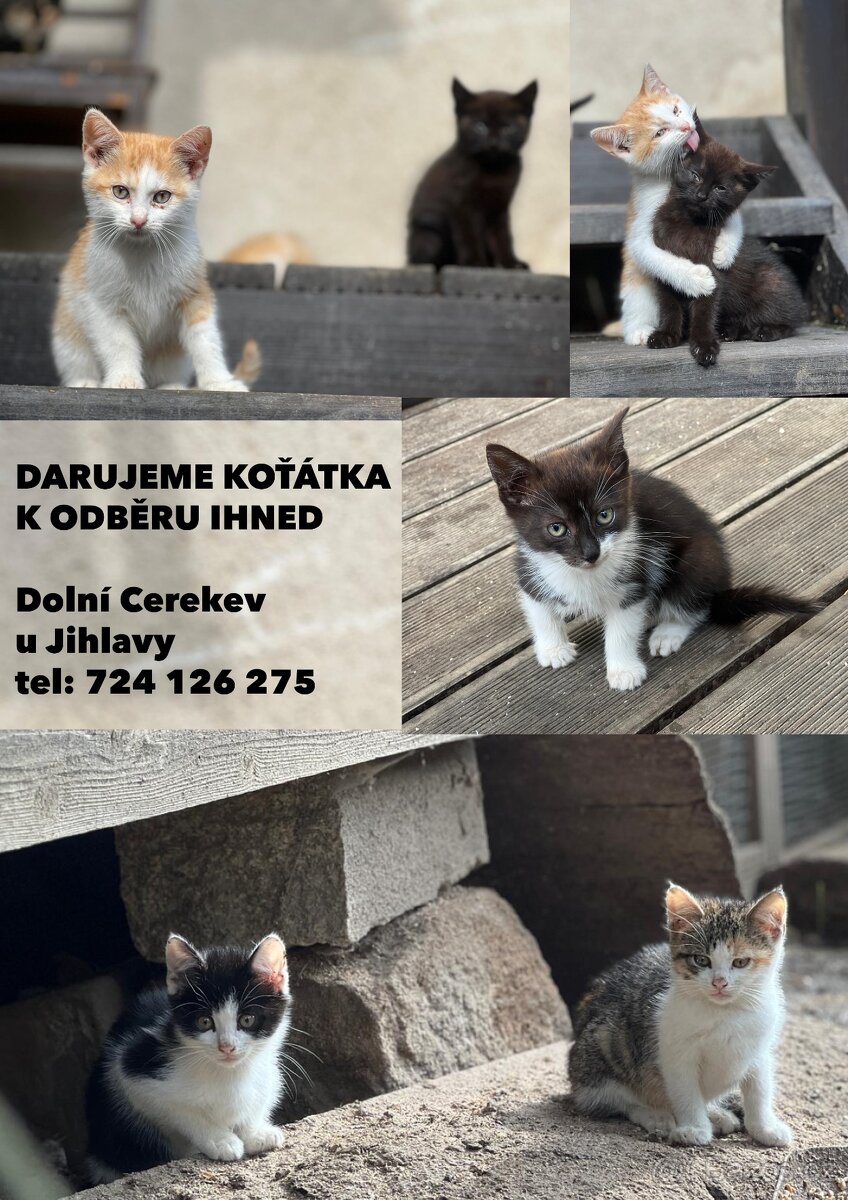 Koťátka