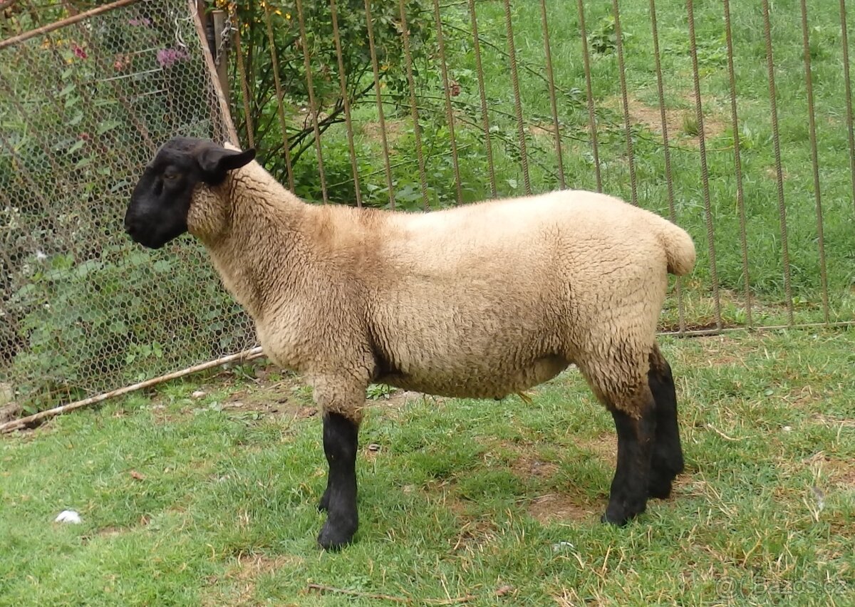 beran