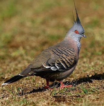 Prodám holuby, hrdličky a rýžovníky