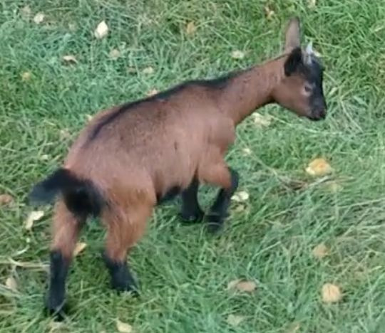 Holandská kozička a kozlíci