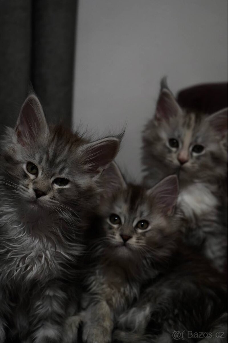 CHS nabízí k rezervaci koťátka Mainské mývalí kočky s PP.