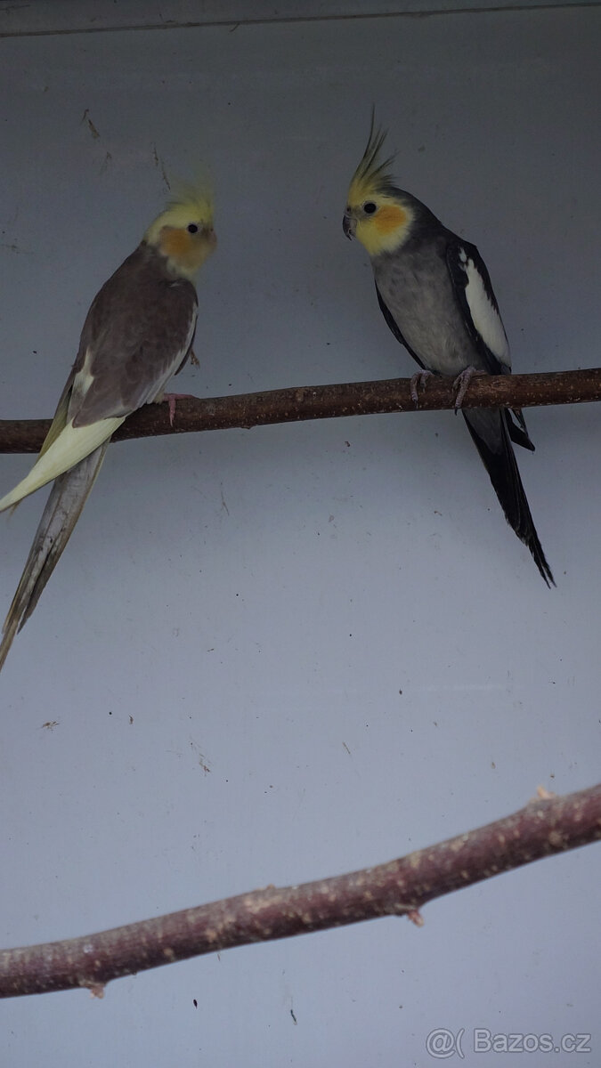 Korely, chovné páry.