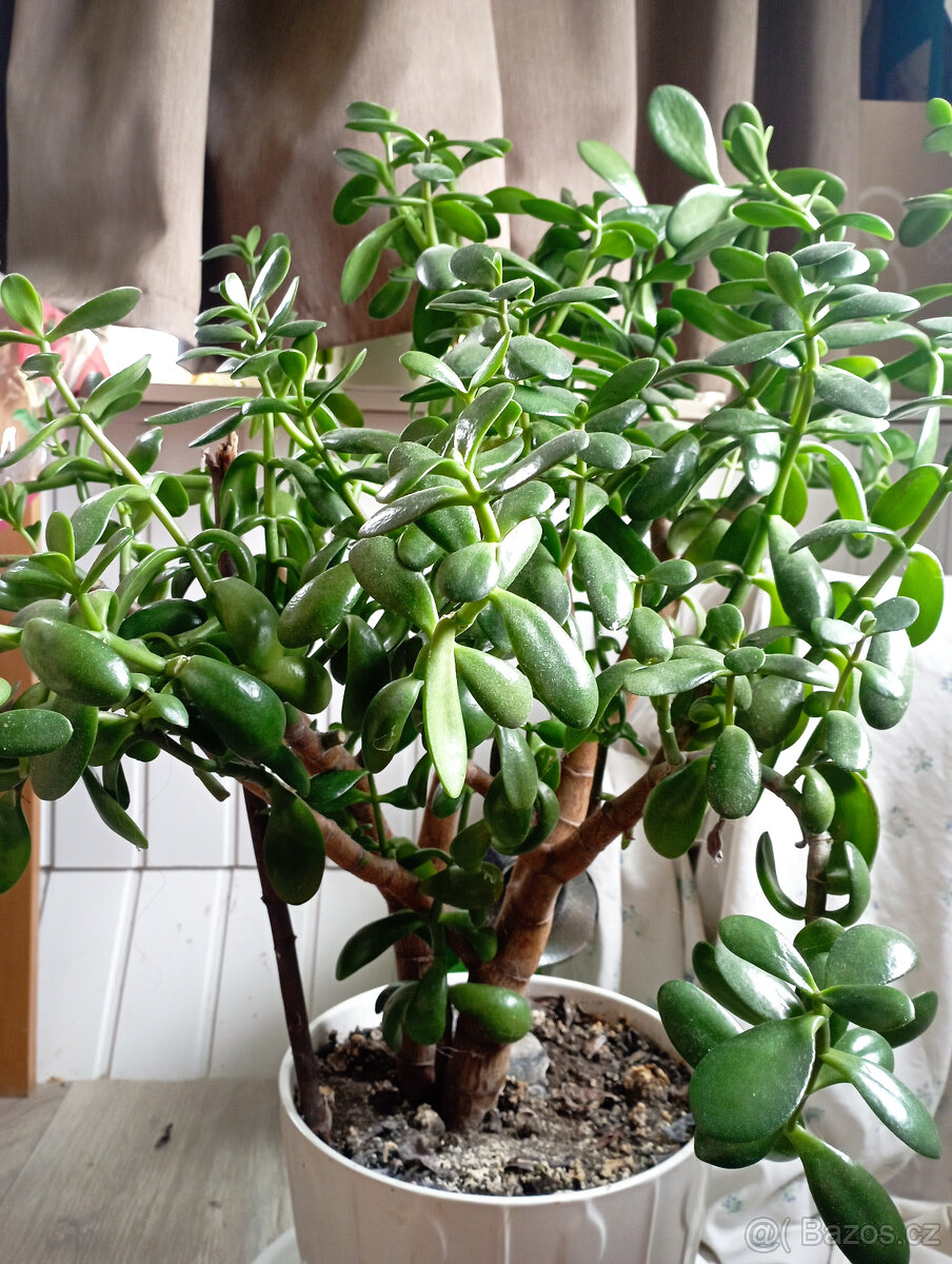 Tlustice vejčitá - Crassula ovata