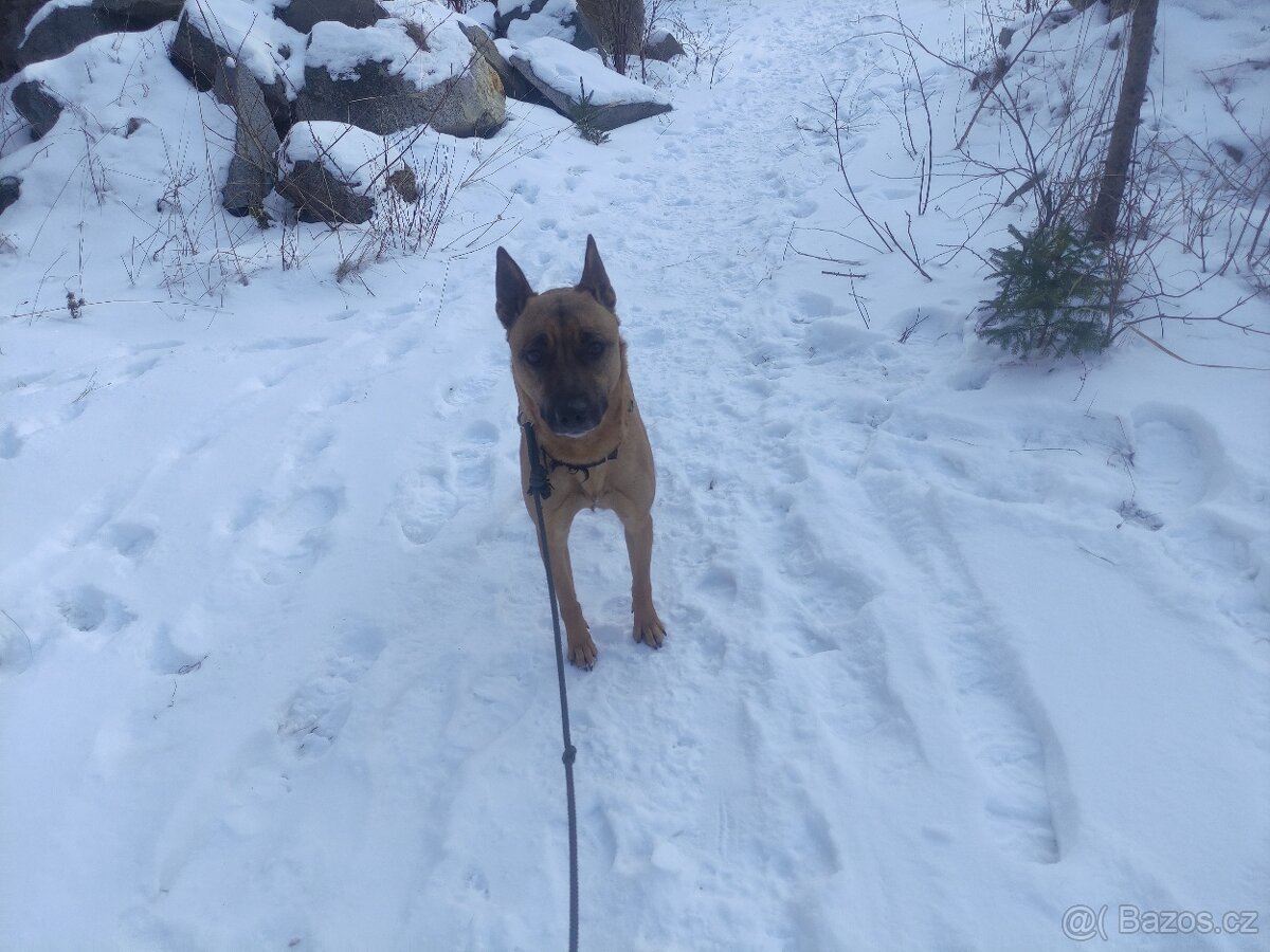 Fenka a její štěňata