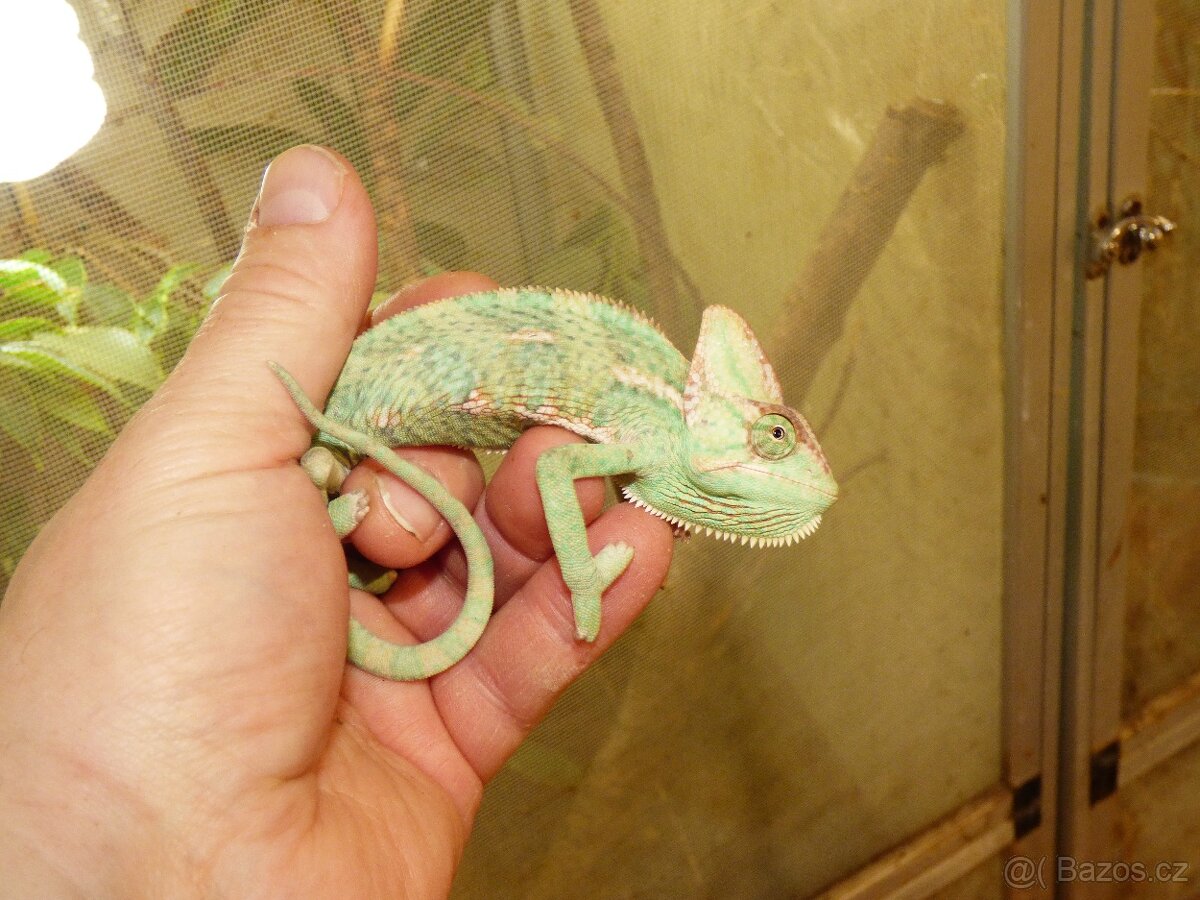 Chameleon jemenský