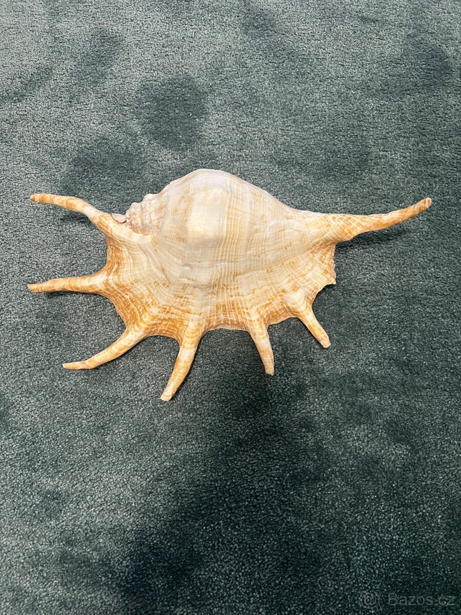 Lambis truncata mořská mušle velká