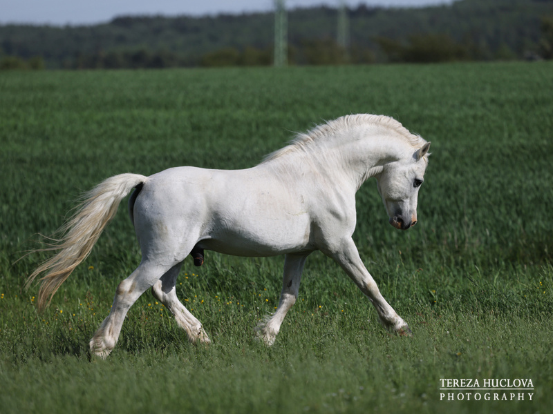 Welsh mountain pony