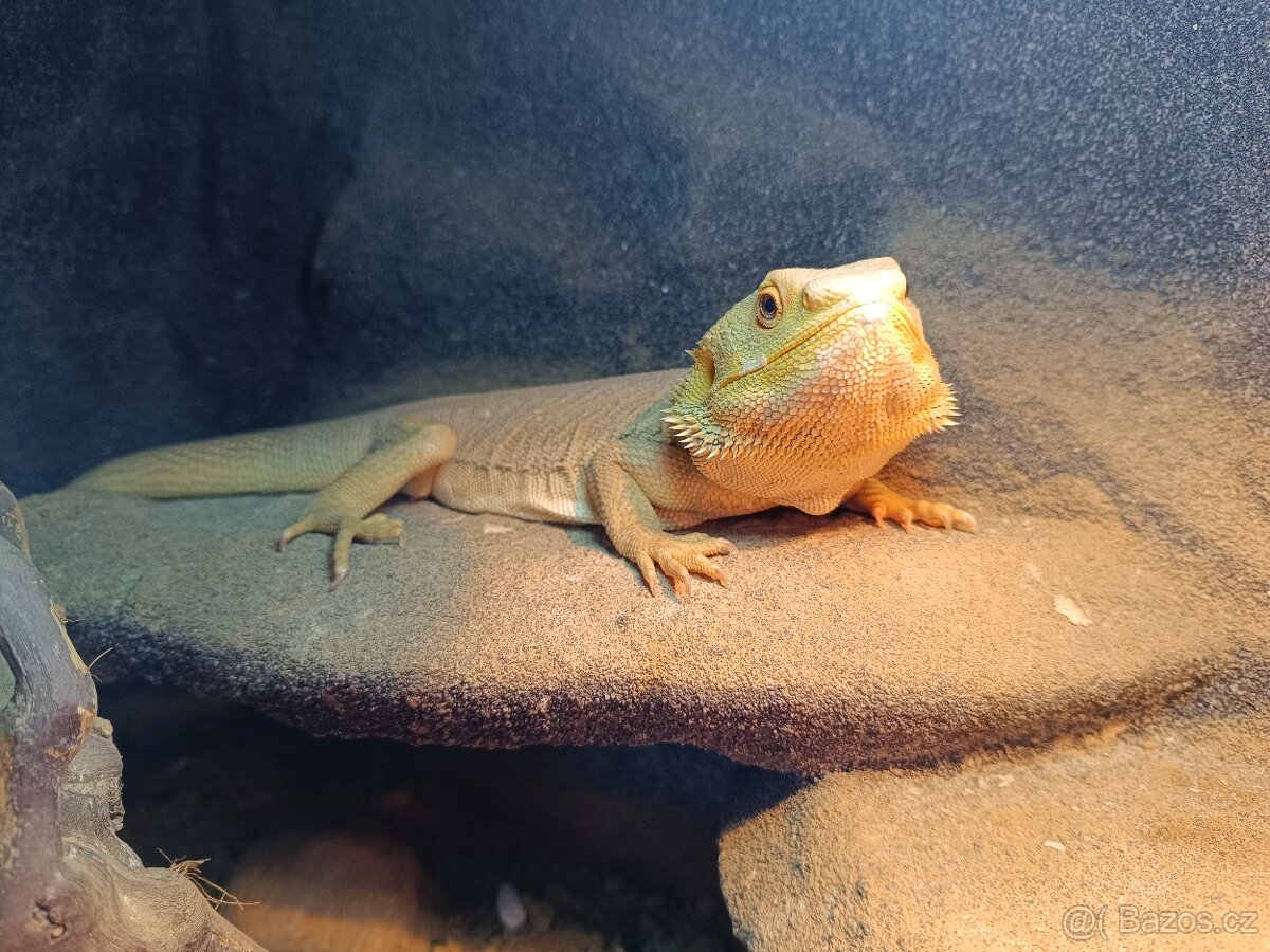 Agama vousatá - samec