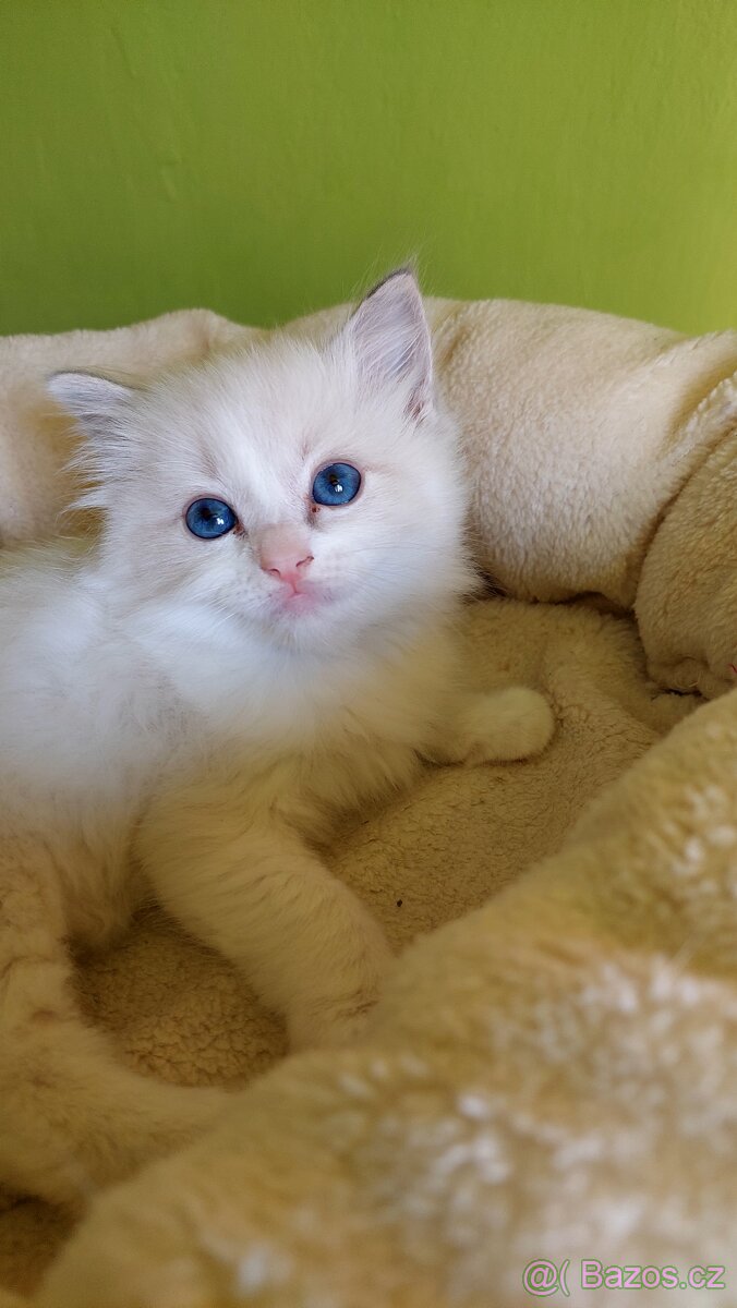 Ragdoll holčička blue bicolor k REZERVACI