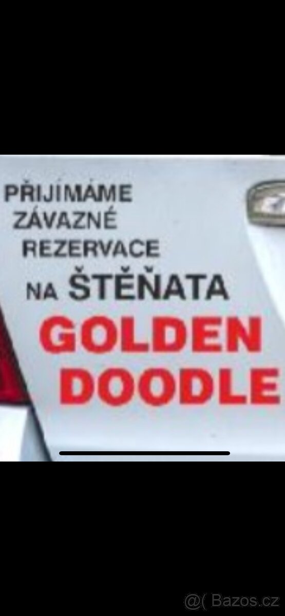 Goldendoodle