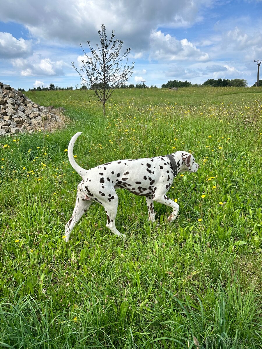 Krytí dalmatin hnědý