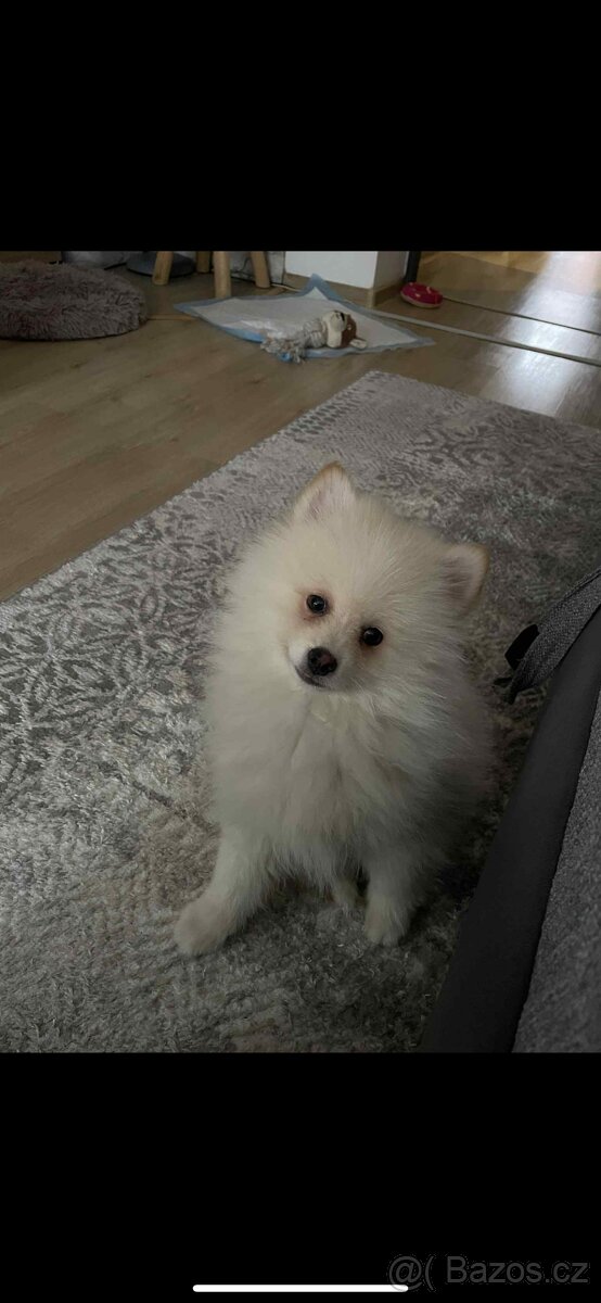 Špic/pomeranian