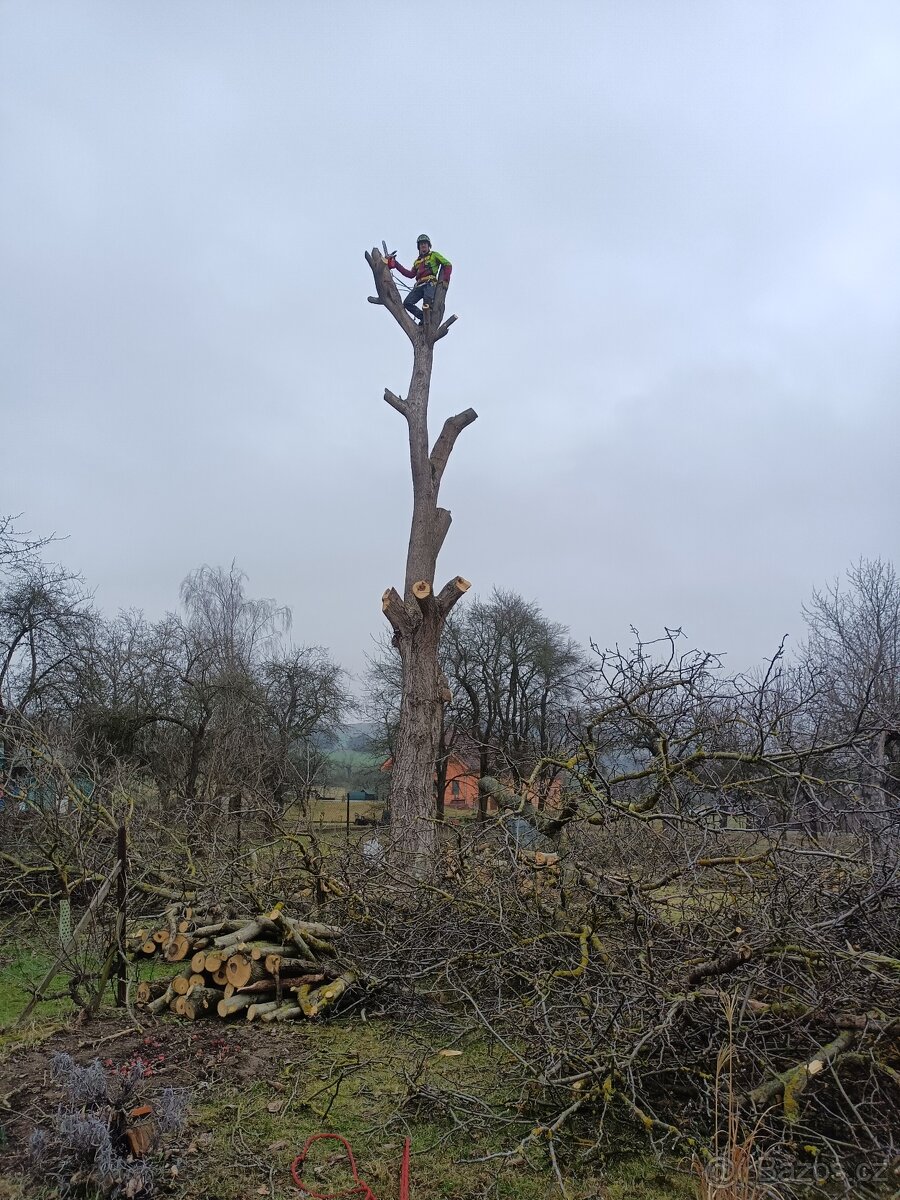 Rizikové kácení stromů
