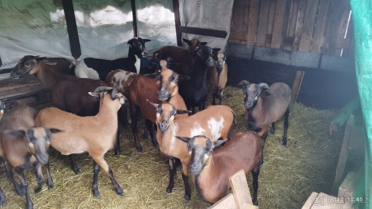 Kamerunská ovce- jehňata