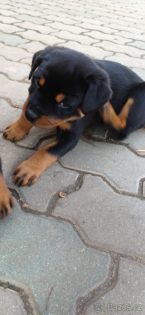 Rotvajler Štěně ❤️🐶