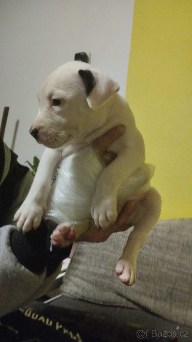 Štěňátka - fenky