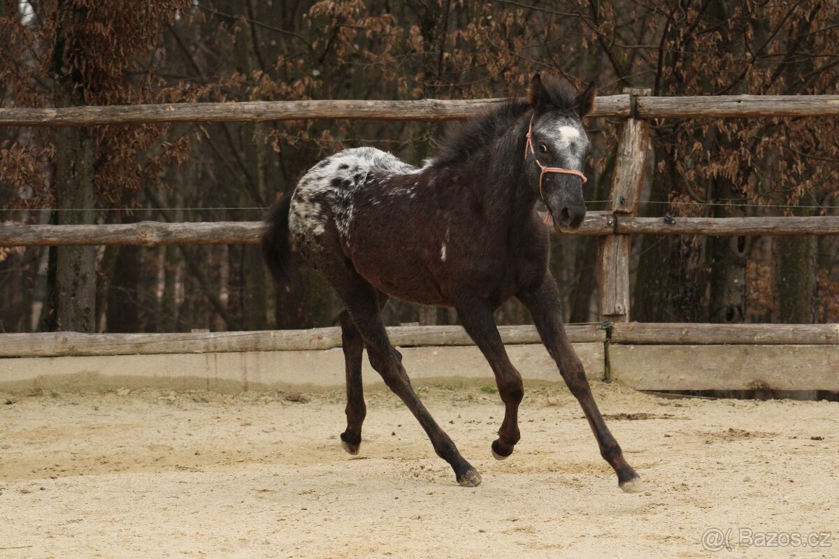 Black Pintaloosa SND Maxie