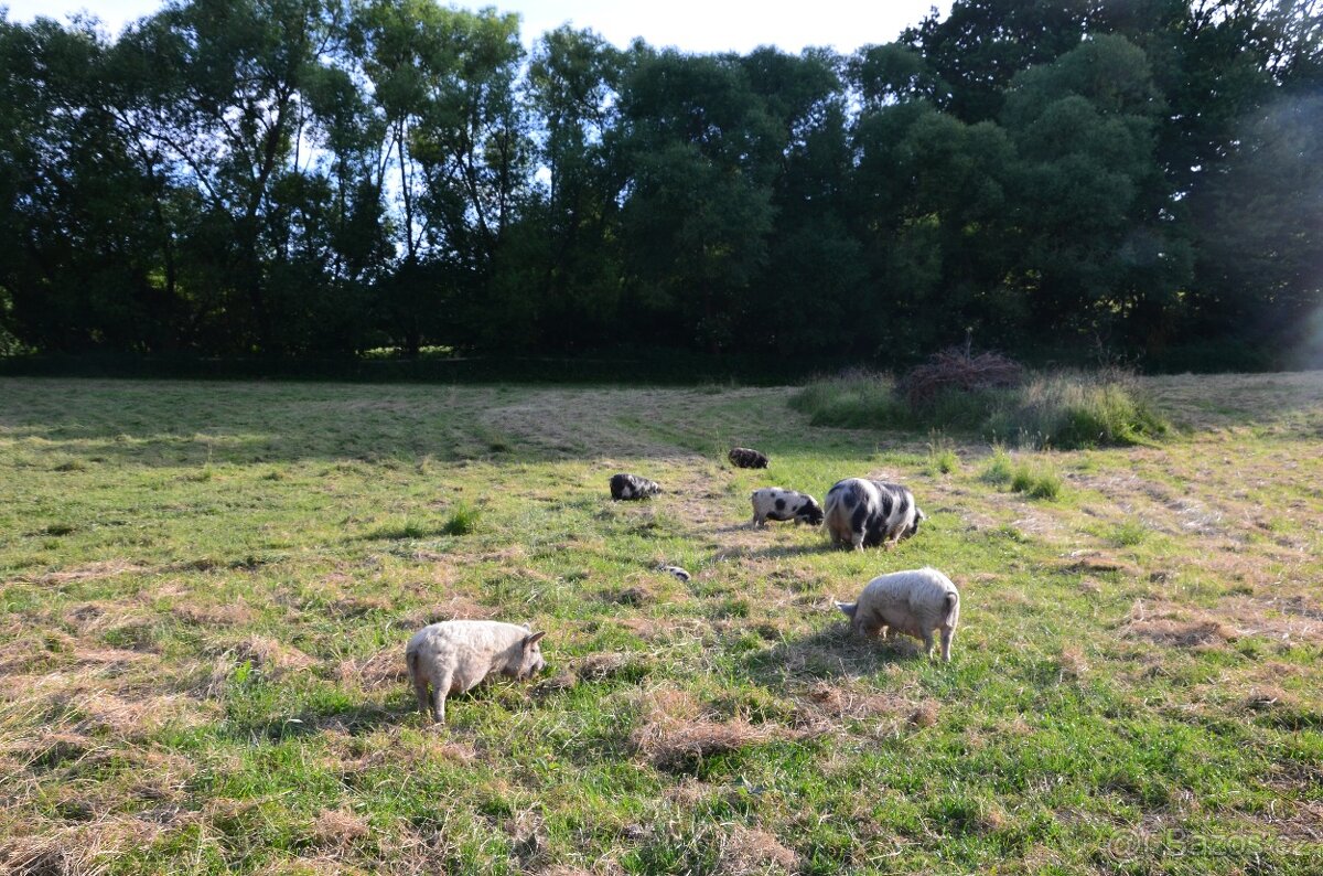 Kune Kune s nárokem na POP
