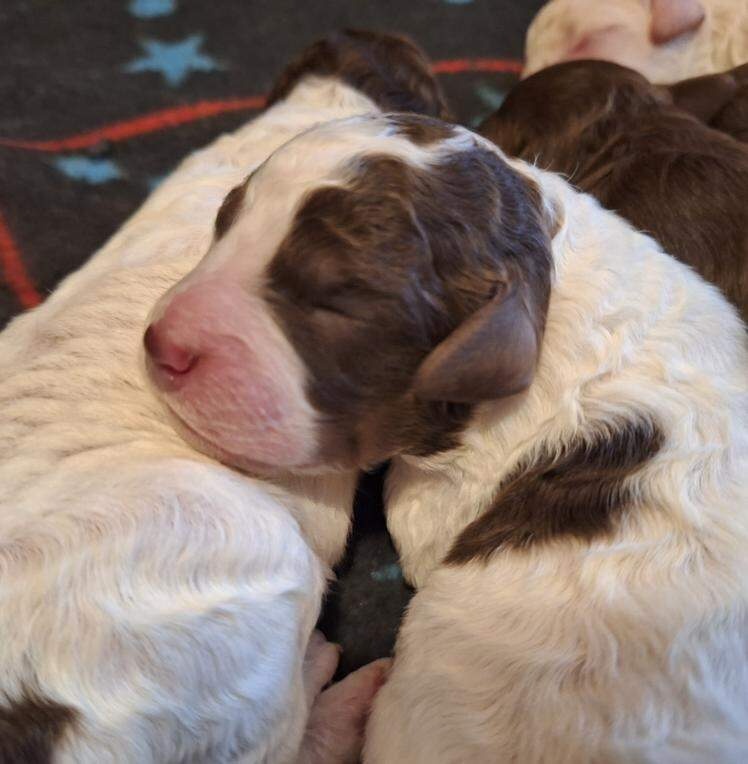 Lagotto romagnolo - štěňata