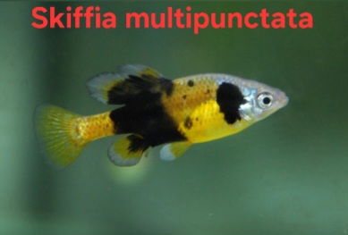Divoké živorodky- Skiffia multipuctata