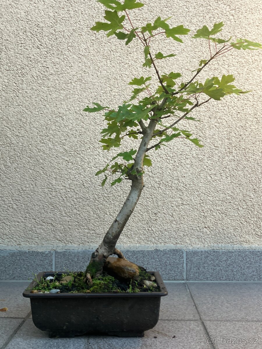 Bonsai, Bonsaj, javor babyka