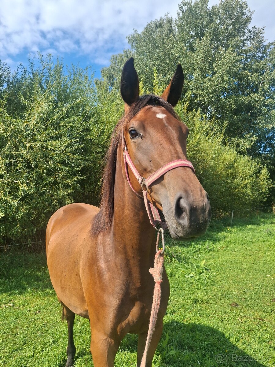 Dvouletá klisnička