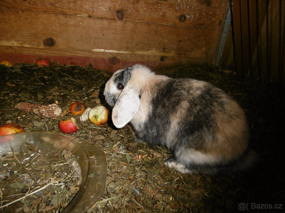 Prodám posledního zakrslého králíčka-beránka