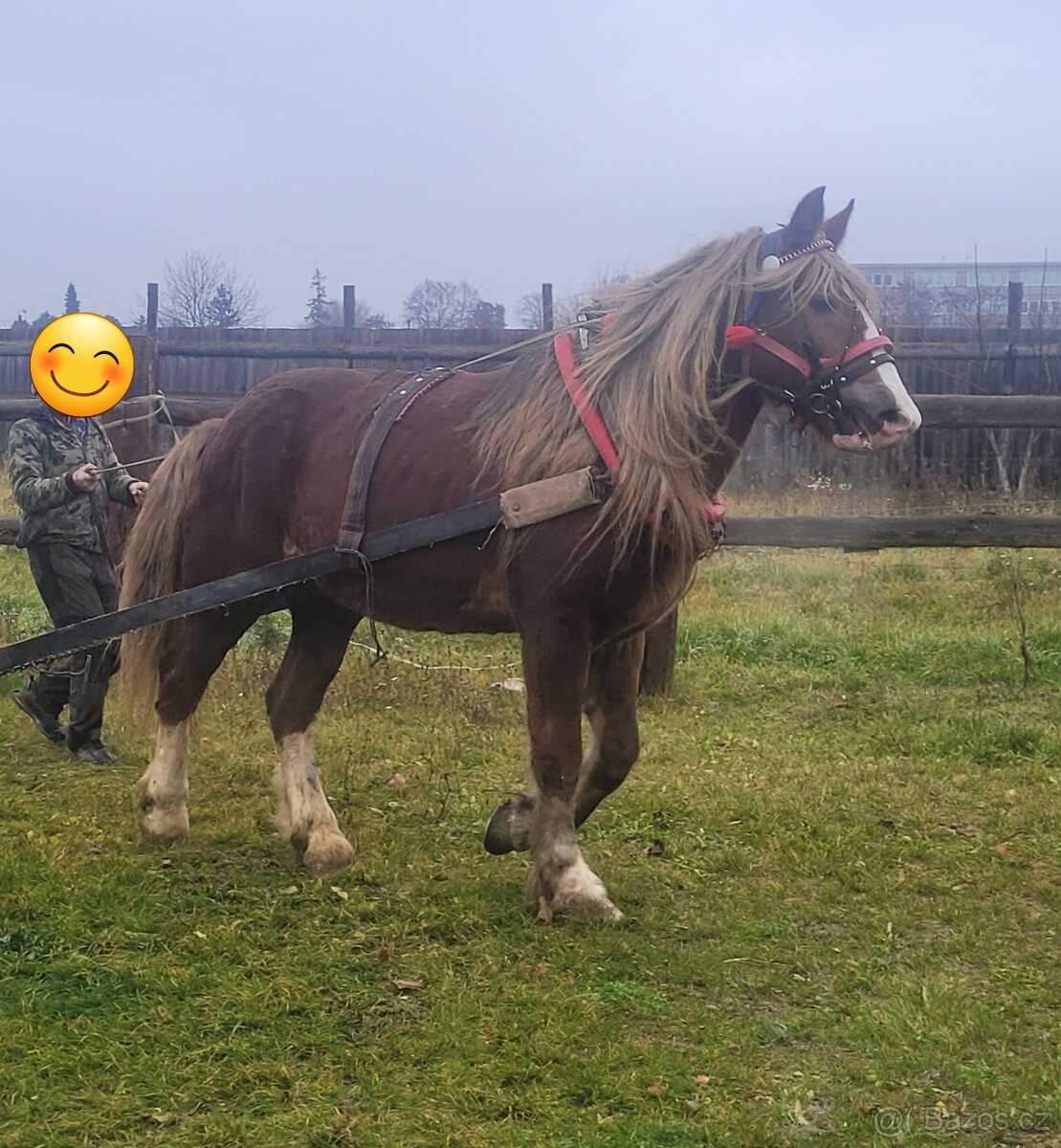 Predám Ťažného Valacha