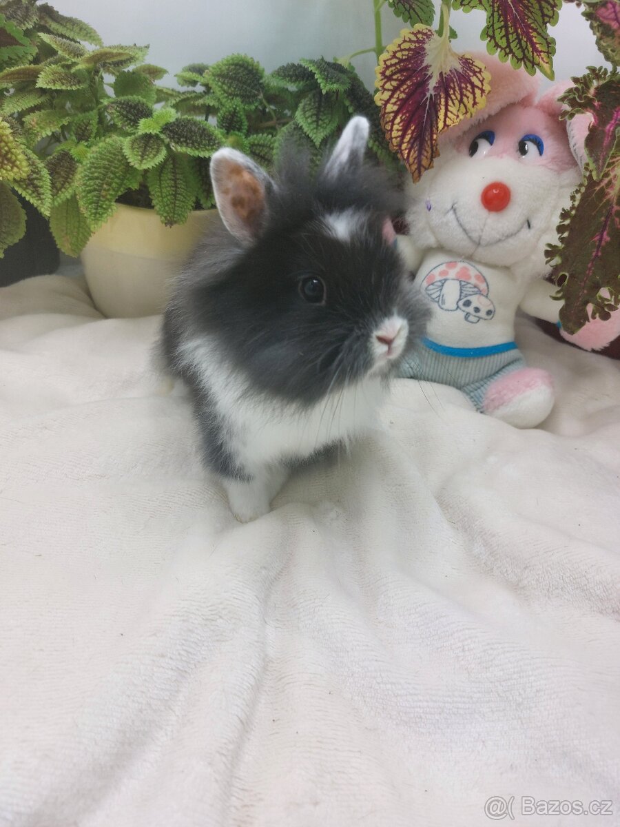 Zakrslý králík - sameček l
