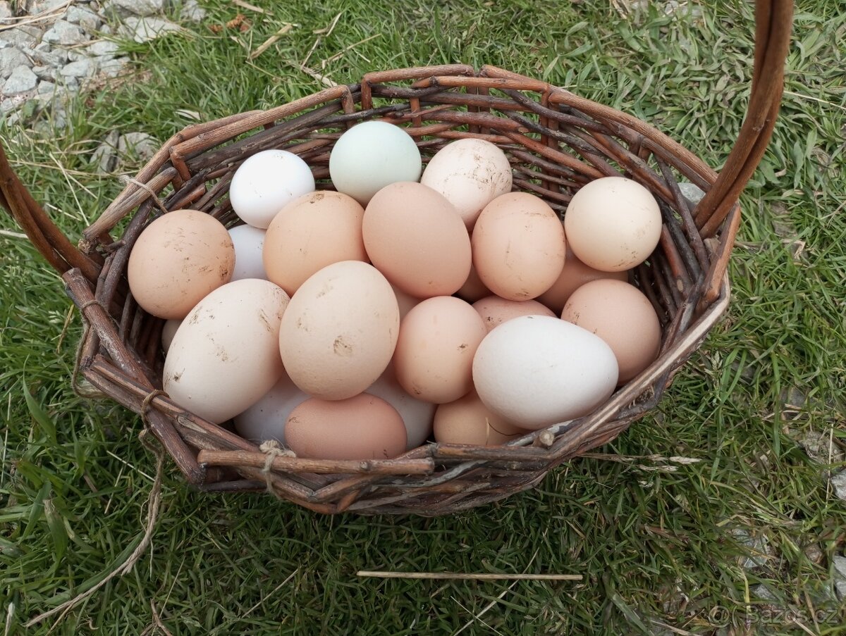 Domácí vajíčka z volného chovu