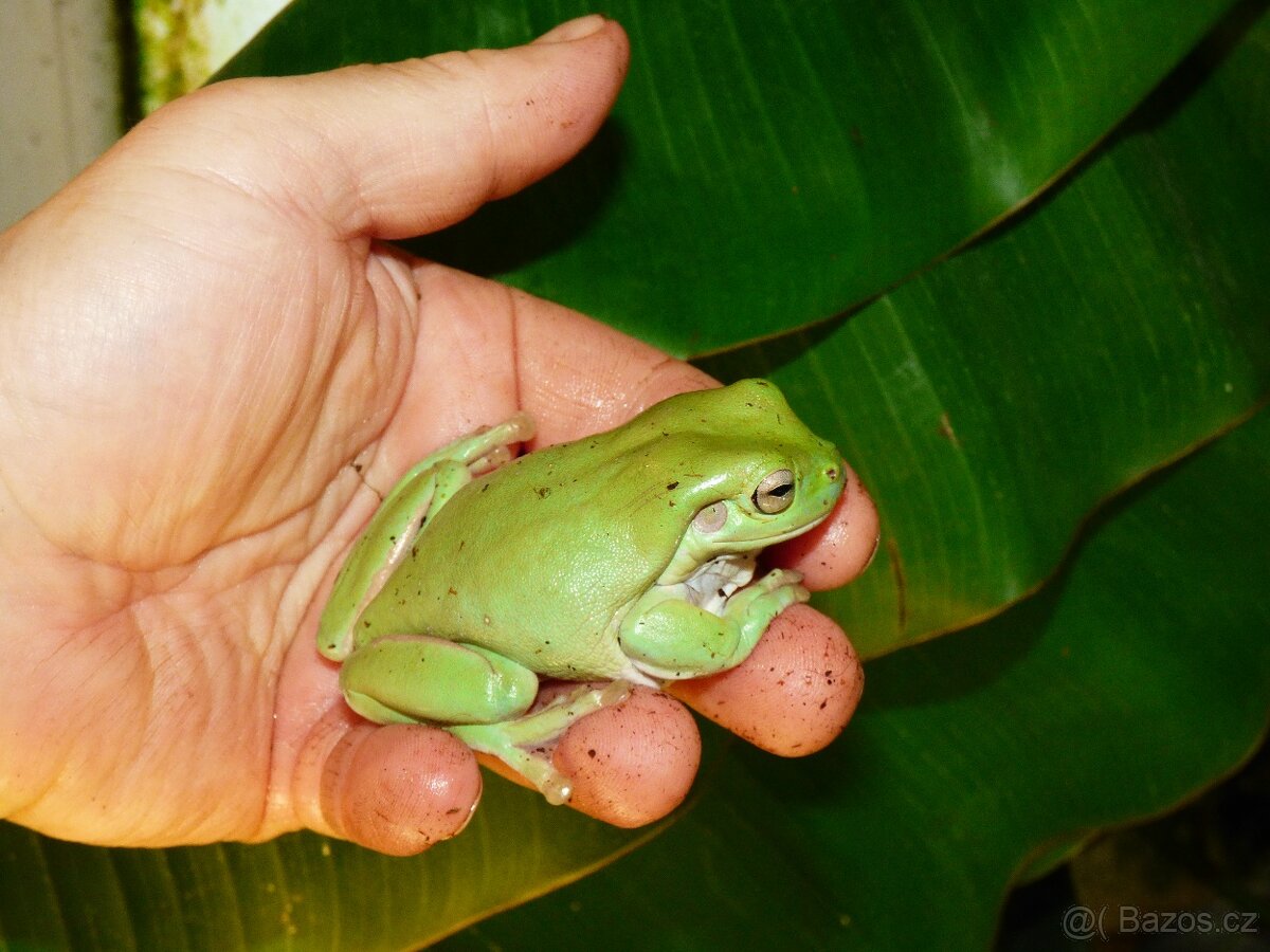 Rosnice siná (Litoria caerulea)