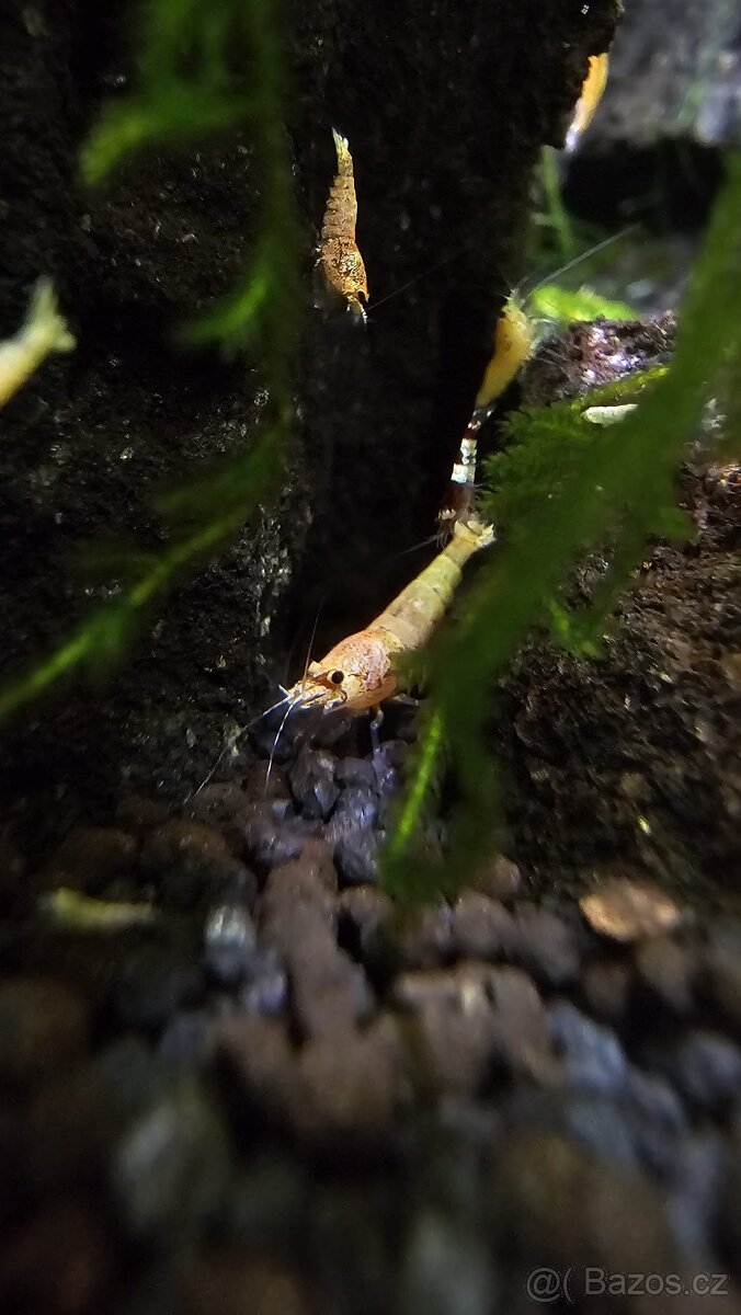 Caridina Mix