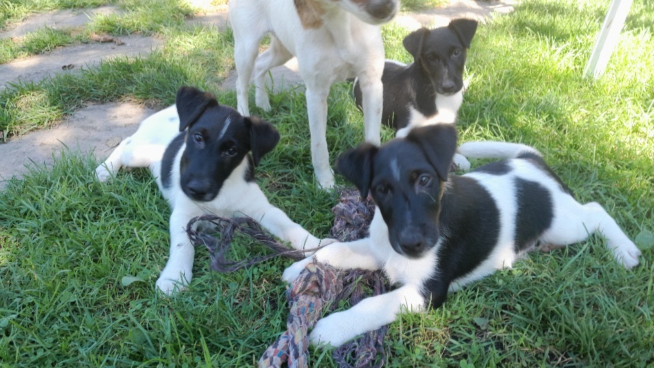 Foxterier hladkosrstý