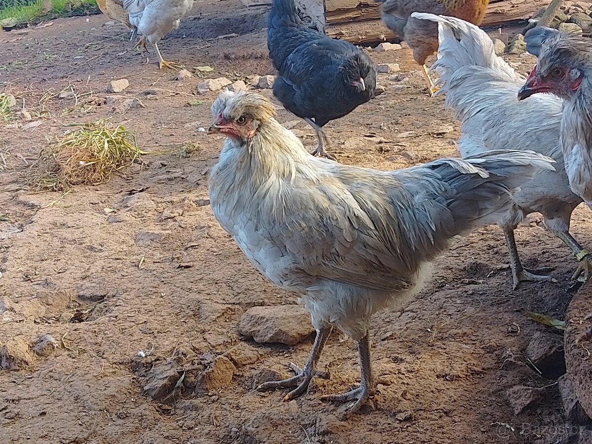 Araukana levandulová
