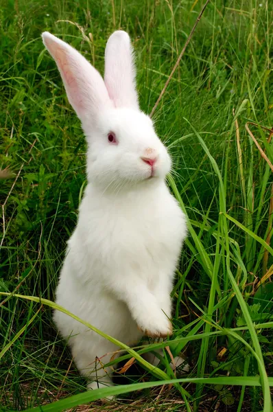 Králík