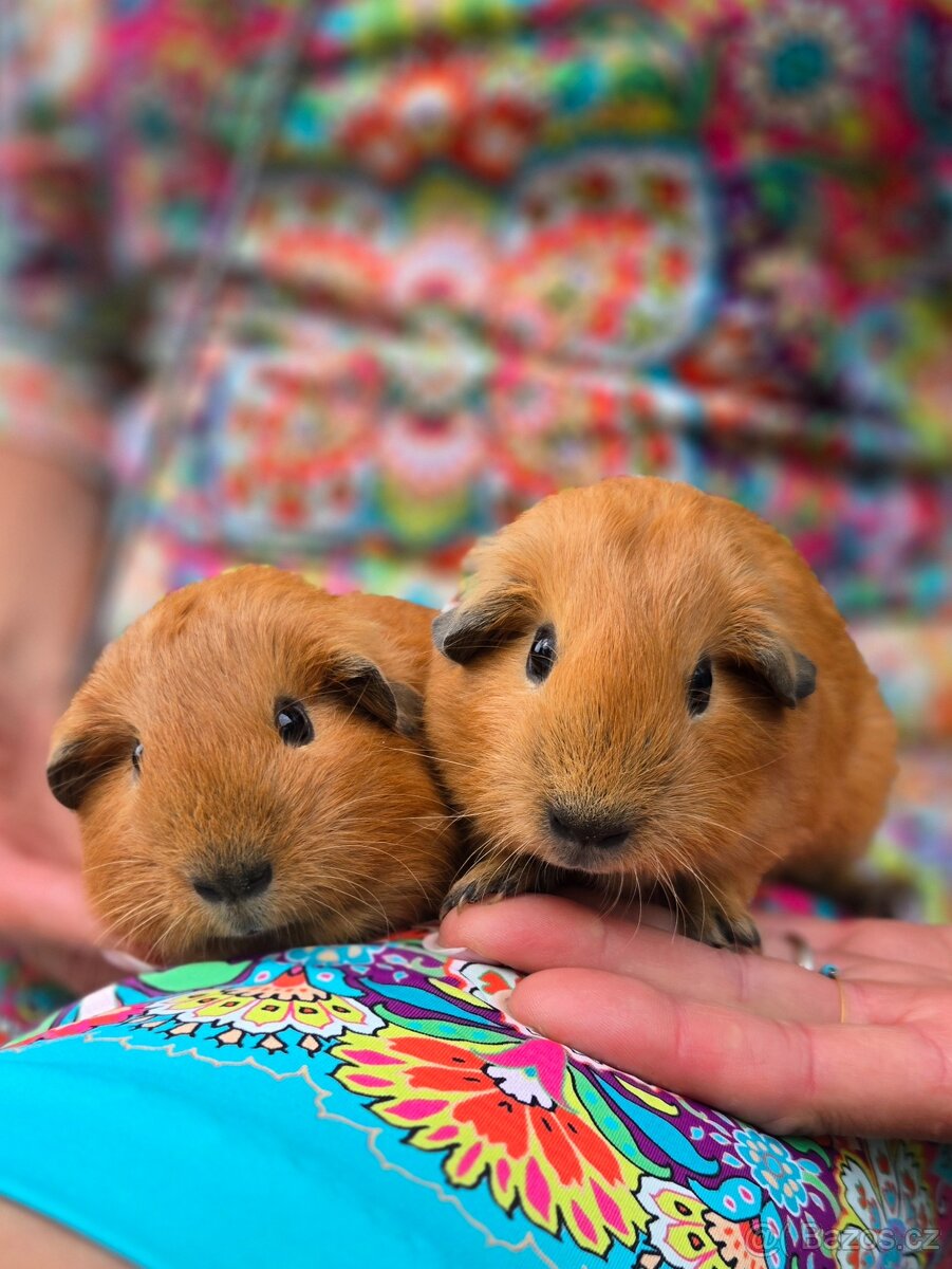 Morče s kalifornskou kresbou