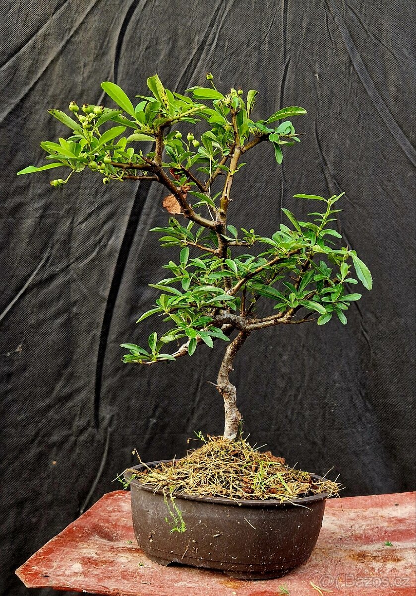 Bonsai, Bonsaj - Hlohyne 2